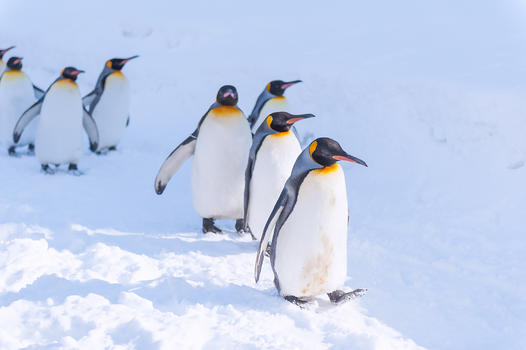 日本旭川动物园企鹅图片素材免费下载