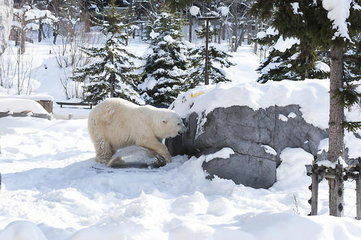 日本旭川动物园北极熊图片素材免费下载