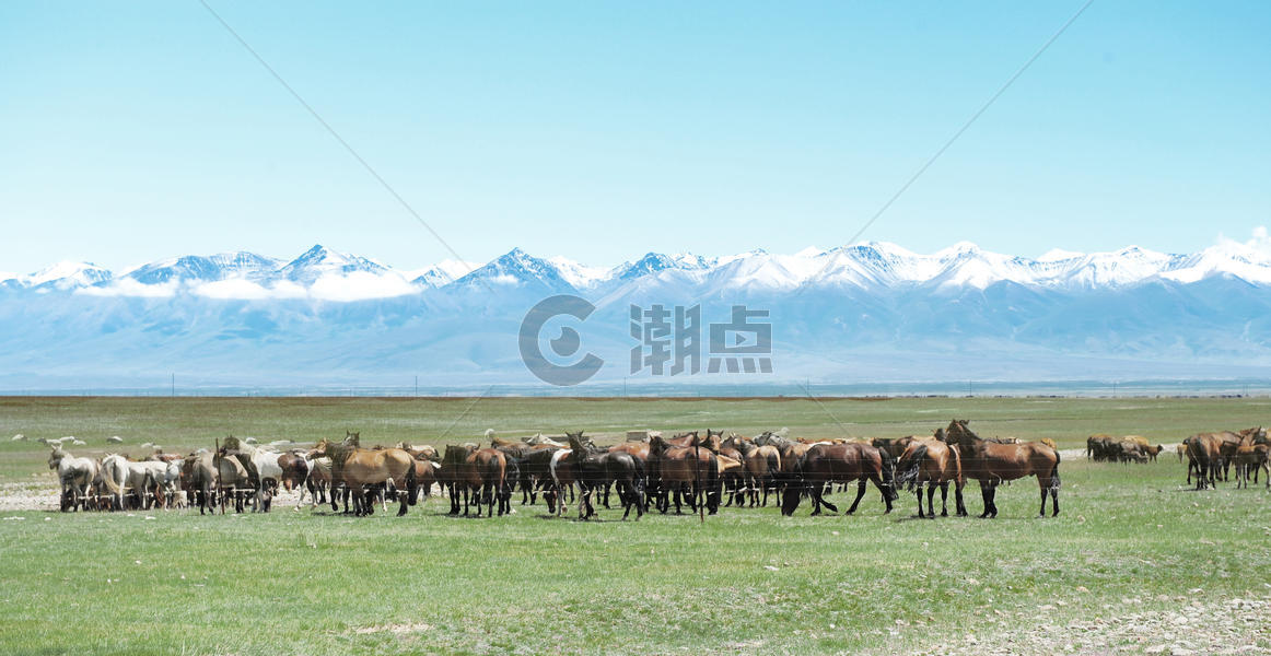 新疆雪山下的马群图片素材免费下载