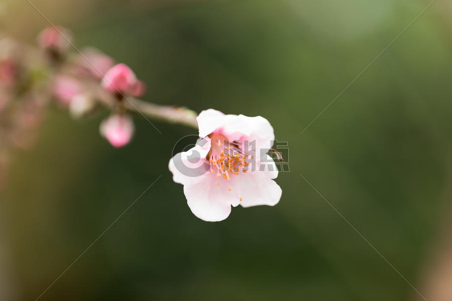 春天绽放的桃花图片素材免费下载