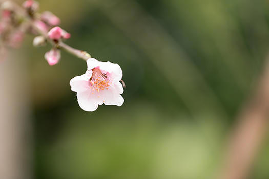 春天绽放的桃花图片素材免费下载