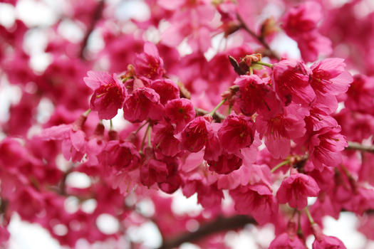 开元寺绽放的樱花图片素材免费下载