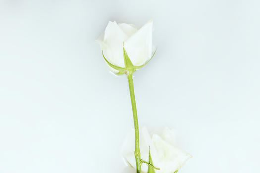 白玫瑰图片素材免费下载