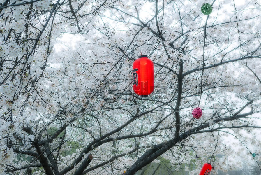 樱花树下有美酒图片素材免费下载