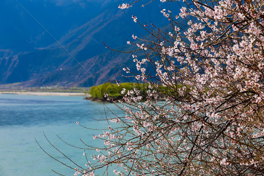 湖边的林芝桃花树图片素材免费下载