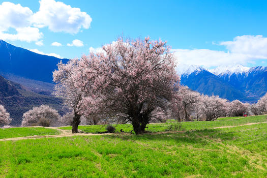 蓝天草地粉艳艳的桃花树图片素材免费下载