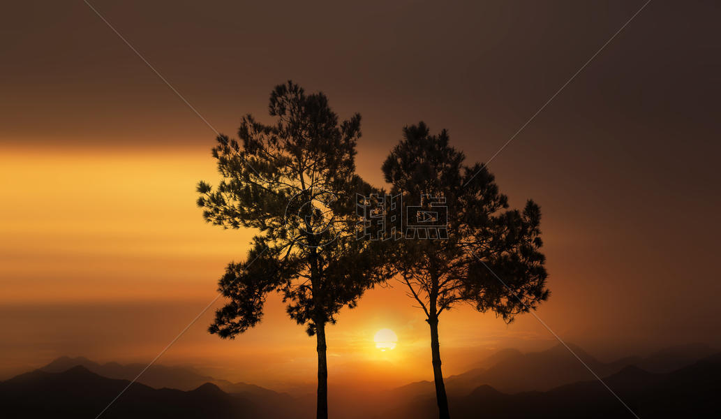 夕阳下的两棵树图片素材免费下载