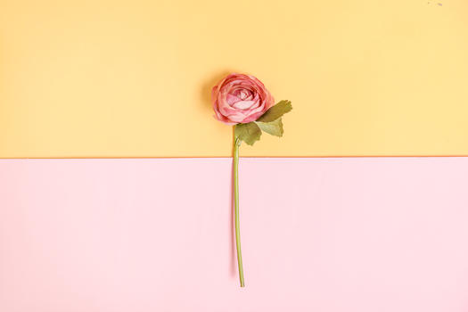 一支玫瑰花图片素材免费下载
