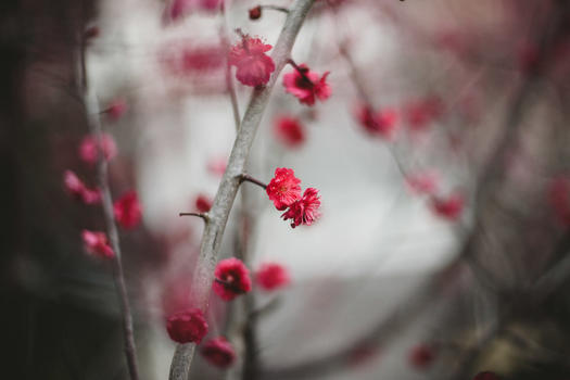 冬季梅花景物图图片素材免费下载