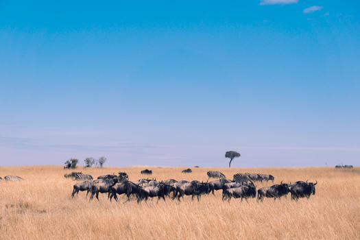 肯尼亚马赛马拉草原上的动物图片素材免费下载