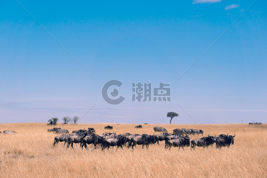 肯尼亚马赛马拉草原上的动物图片素材免费下载
