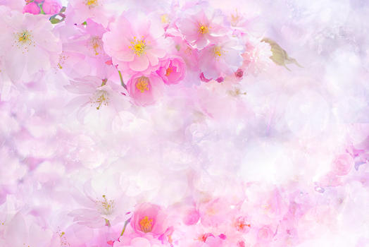粉色花朵背景图图片素材免费下载