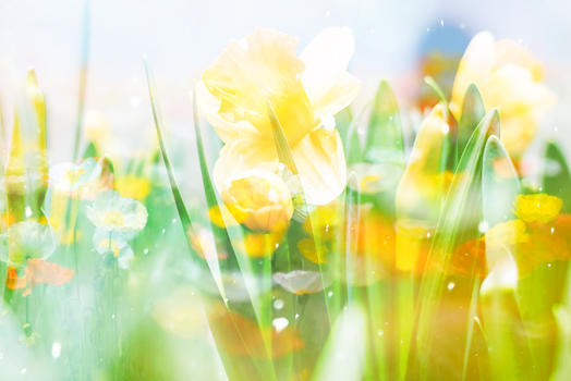 春色花朵梦幻背景图片素材免费下载