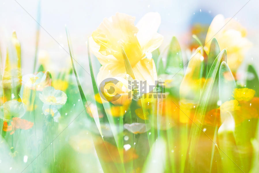 春色花朵梦幻背景图片素材免费下载