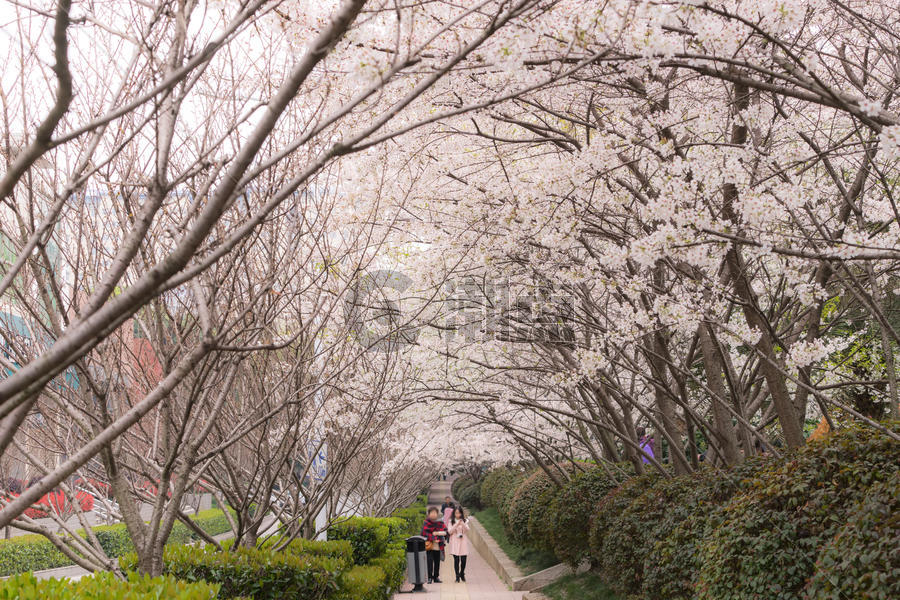 武汉大学樱花图片素材免费下载