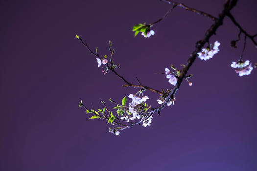 武汉大学夜樱樱花图片素材免费下载