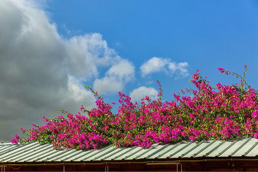 屋顶上的春天的花卉图片素材免费下载