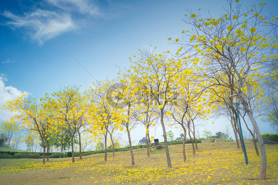 公园中唯美的黄花风铃木图片素材免费下载