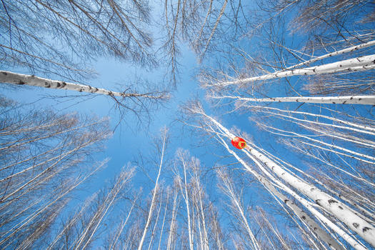 雪中白桦林图片素材免费下载