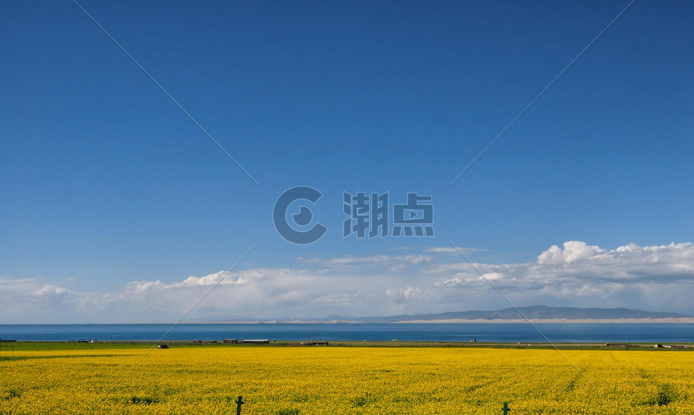 青海湖油菜花图片素材免费下载