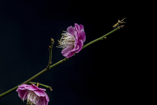 梅花朵朵知春来图片素材免费下载