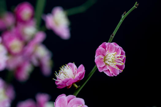 梅花朵朵知春来图片素材免费下载