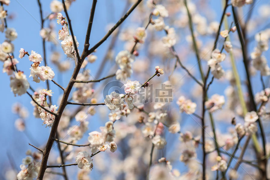 蓝天下的白色梅花图片素材免费下载