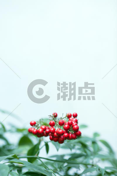 中国元素的植物素材图片素材免费下载