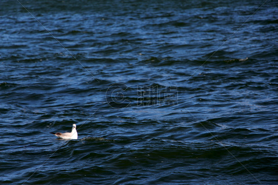 洱海中的一只海鸥图片素材免费下载