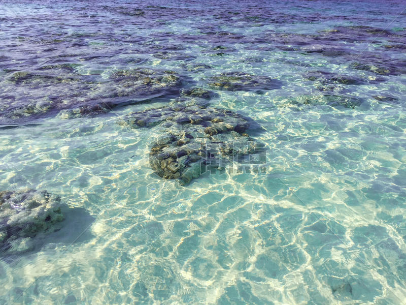 海底的珊瑚石图片素材免费下载