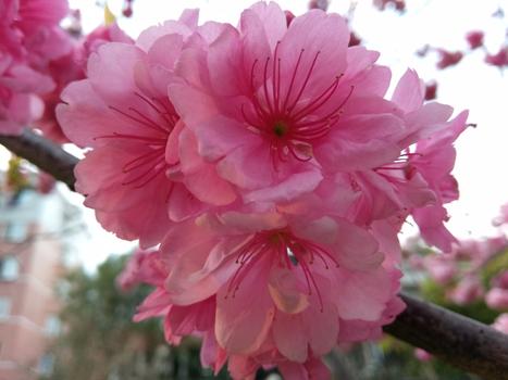 花团锦簇图片素材免费下载