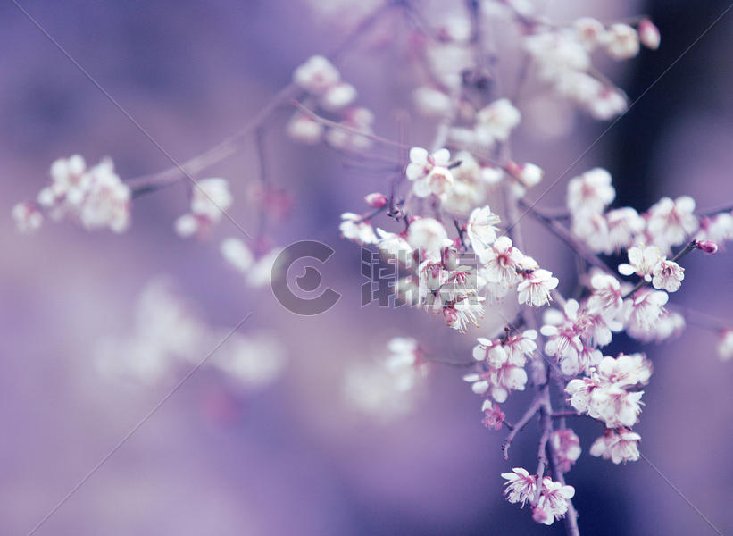 梨花在紫色背景图片素材免费下载