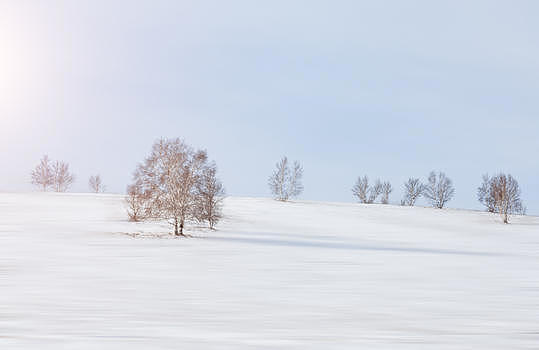 雪地中的树木图片素材免费下载