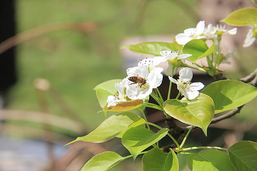梨花与蜜蜂图片素材免费下载