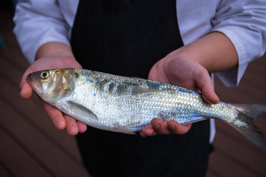 双手捧鱼的厨师形象图片素材免费下载
