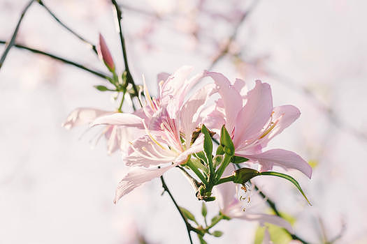 盛开的紫荆花图片素材免费下载