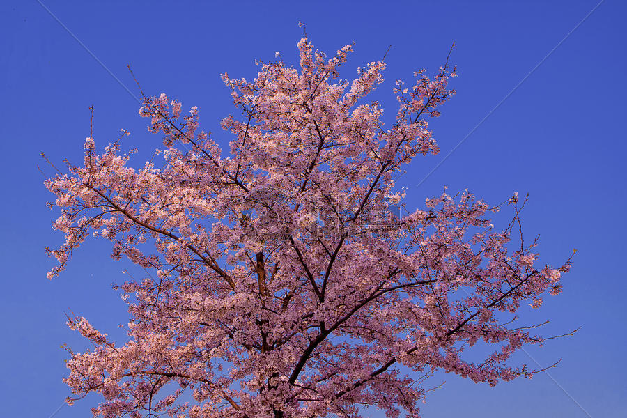 樱花季图片素材免费下载
