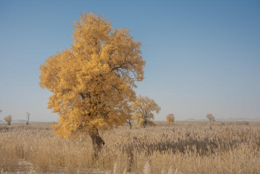 新疆塔克拉玛干大漠沙漠胡杨金秋黄叶芦苇图片素材免费下载