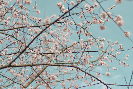 春色满园鲜花盛开图片素材免费下载