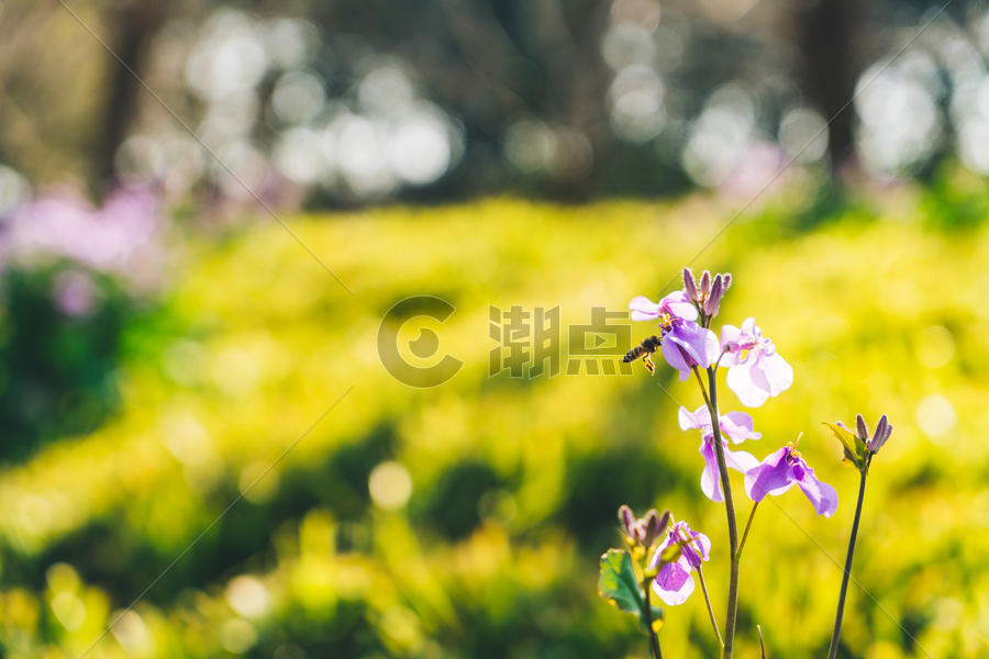 春天公园里的野花图片素材免费下载