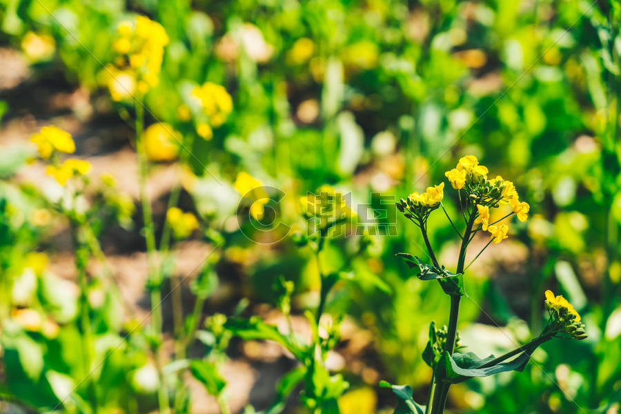 春天公园里的油菜花图片素材免费下载