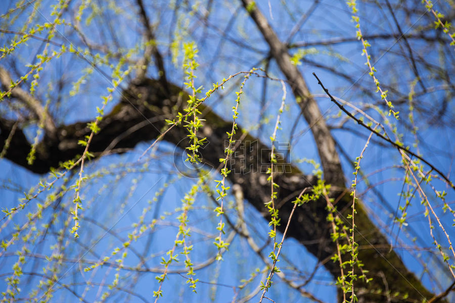 春天柳树的嫩芽图片素材免费下载