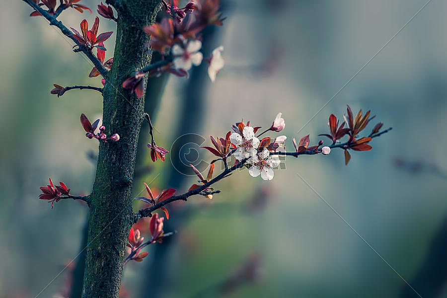 春天里的红叶梨花图片素材免费下载