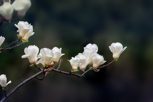 春天里的花卉图片素材免费下载