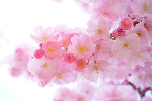 春天粉色桃花盛开图片素材免费下载