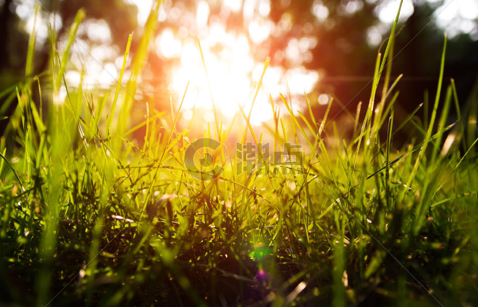 夕阳下的草坪图片素材免费下载