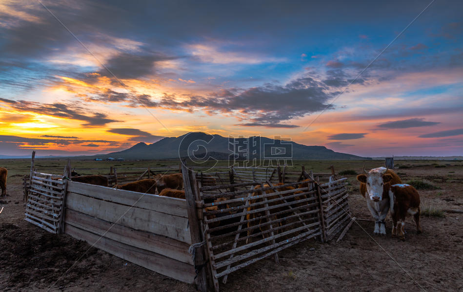 大草原绚烂日出下的牛群图片素材免费下载