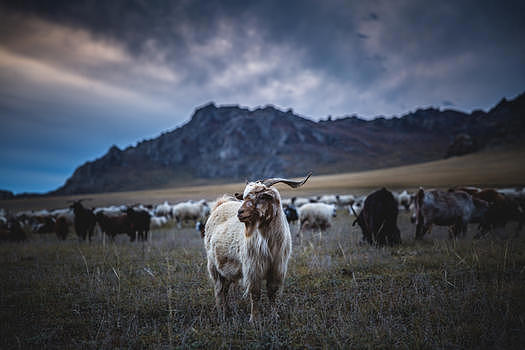 草原上流动的羊群图片素材免费下载