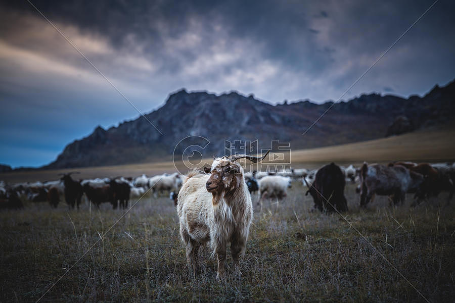 草原上流动的羊群图片素材免费下载