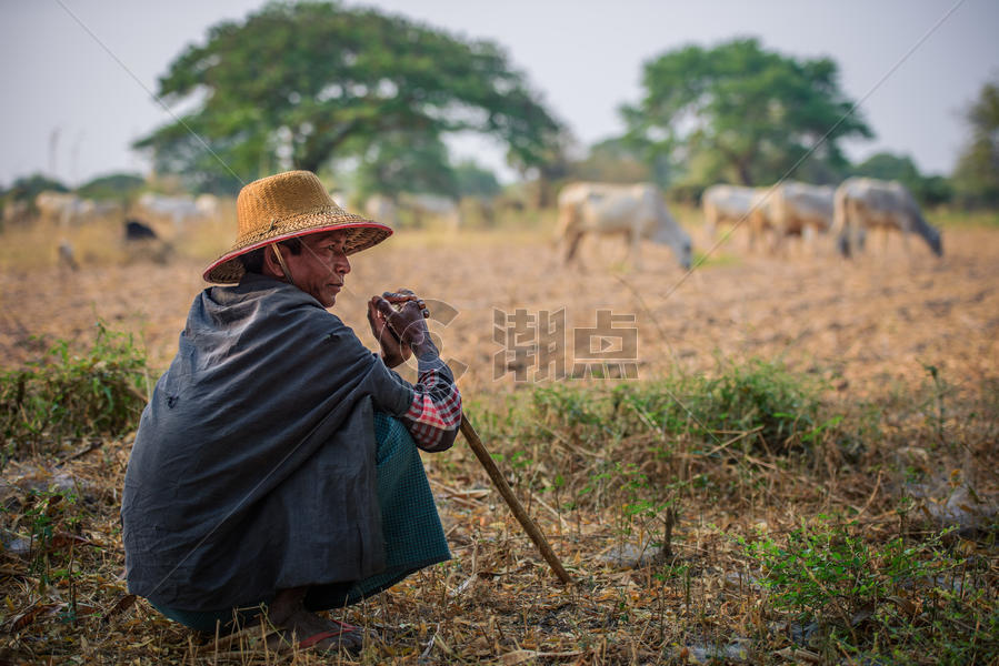 缅甸乡村放牧的人图片素材免费下载